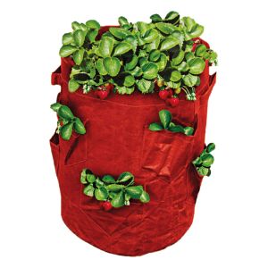 St Helens Strawberry Grow Bag 43L
